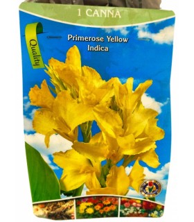 Lillesibul Canna Indica kollane, 1tk