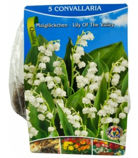 Maikelluke Convallaria, 5tk