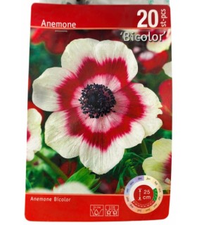 Ülane Bicolor, 20tk