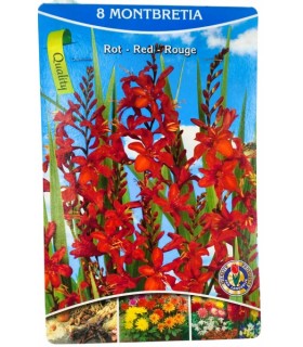 Lillesibul Montbretien Red, 8tk