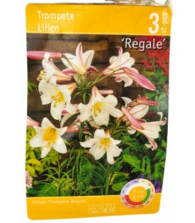 Liilia Regale, 3tk