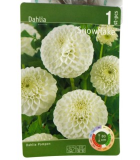 Daalia Snowflake, 1tk