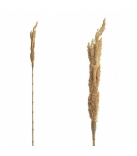 Kuivatatud dekoratiivne vars, PTMD, naturaalne 160cm