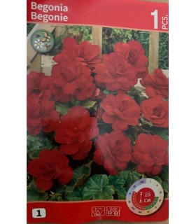 Begoonia Double Red, 1tk