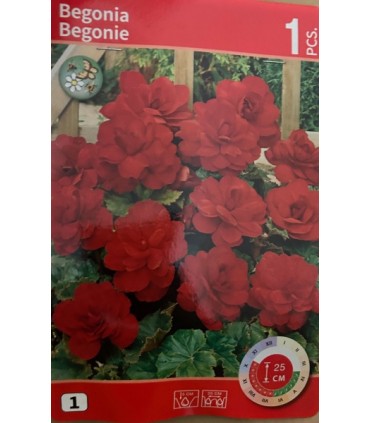 Begoonia Double Red, 1tk
