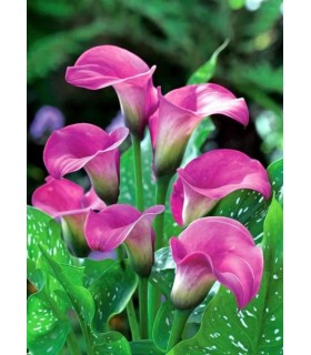 Lillesibul Zantedeschia Harilik kalla, lõheroosa 1tk