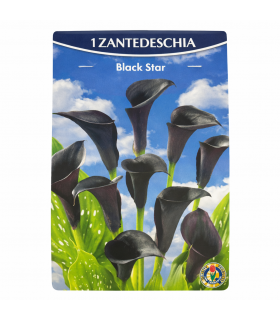 Lillesibul harilik kalla Black Star 1tk