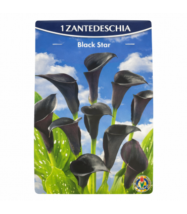 Lillesibul harilik kalla Black Star 1tk