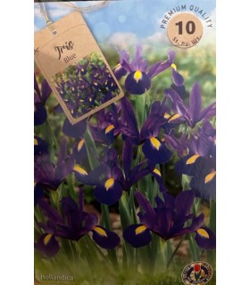 Lillesibul Iris Blue 10tk