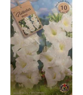 Lillesibul Gladiolus Weiss 10tk