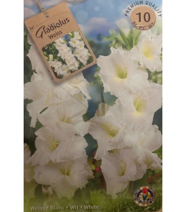 Lillesibul Gladiolus Weiss 10tk
