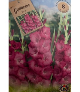 Lillesibul Gladiolus Pink 8tk