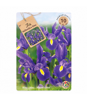 Lillesibul Iris Hollandica Blue 10tk