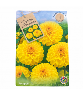 Lillesibul Dahlia Golden Scepter 1tk