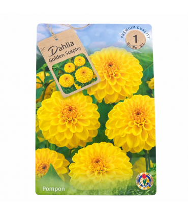 Lillesibul Dahlia Golden Scepter 1tk
