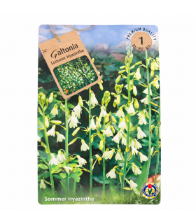 Lillesibul Hüatsint Galtonia 1tk