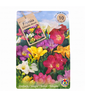Lillesibul Freesia Mixed 10tk