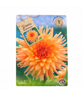 Lillesibul Daalia Preference 1tk