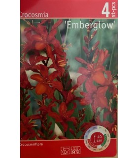 Lillesibul Crocosmia Emberglow 4tk