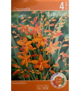 Lillesibul Crocosmia Babylon 4tk