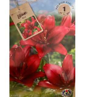 Lillesibul Liilia Red 1tk
