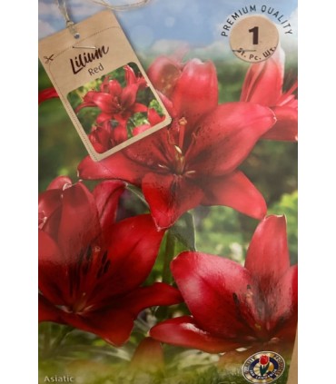 Lillesibul Liilia Red 1tk