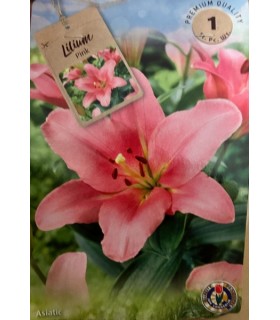 Lillesibul Liilia Pink 1tk