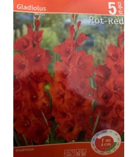 Lillesibul Gladiolus Rot-Red 5tk