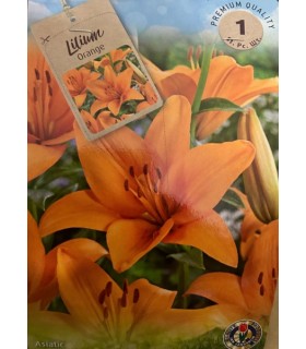 Lillesibul Lilian Orange 1tk