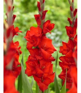 Lillesibul Gladiolus Red 8tk