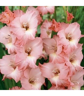 Lillesibul Gladiolus Rosa-Pink 5tk