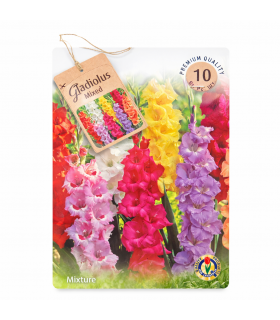 Lillesibul Gladiolus Mix 8-10tk
