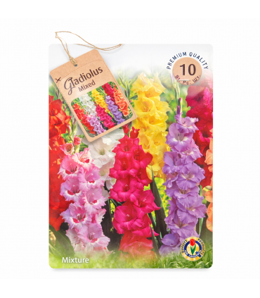 Lillesibul Gladiolus Mix 8-10tk