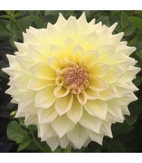 Lillesibul Lilian White Yellow 1tk