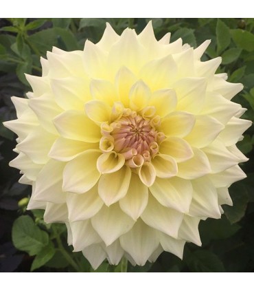 Lillesibul Lilian White Yellow 1tk