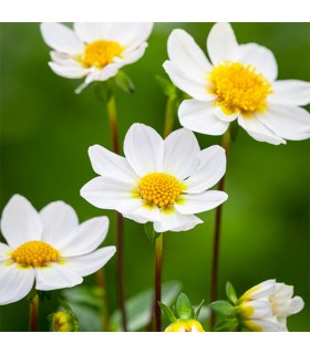 Lillesibul Dahlia TopMix White 1tk