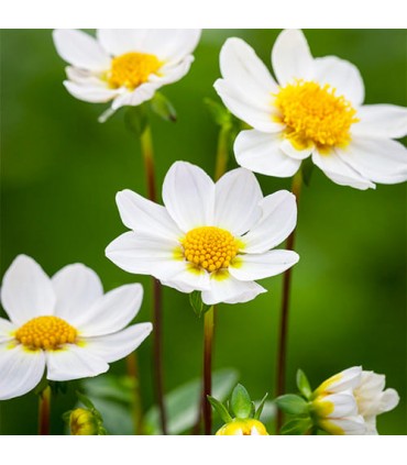 Lillesibul Dahlia TopMix White 1tk