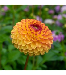 Lillesibul Dahlia Pompon Sunny Boy 1tk