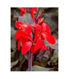 Lillesibul Canna Red 1tk