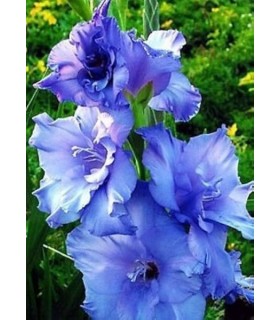Lillesibul Gladiolus Blue 8tk