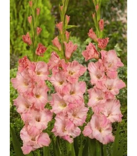 Lillesibul Gladiolus Rose Supreme 5tk