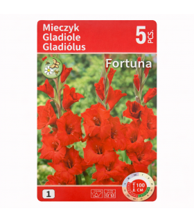 Lillesibul Gladiolus Fortuna 5tk