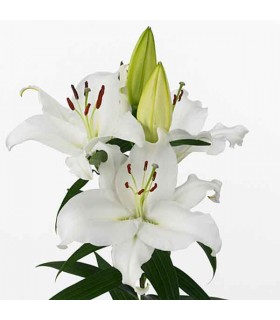 Lillesibul Lilian White Yellow 1tk